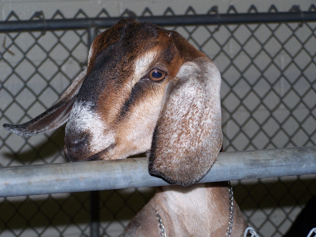 2013 Dixie Classic Fair Schedules, Dates and Showtimes | Eat Play Rock